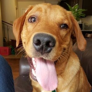 Meet your Posher, Merrill